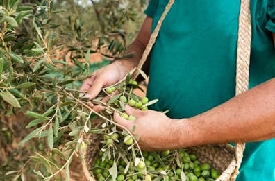 BUSCO PERSONAS PARA ACEITUNA ?