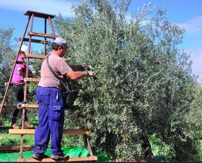 BUSCO PERSONAS PARA ACEITUNA ?