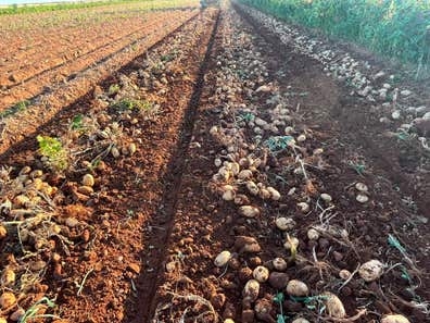 Recolección de patatas