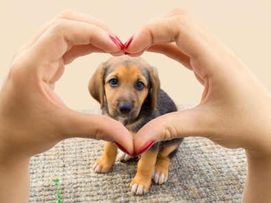 CUIDADO DE PERROS LOS FINES DE SEMANA