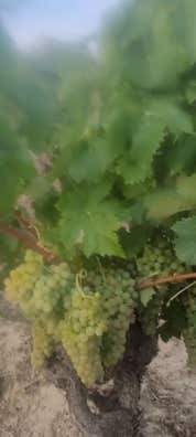 Vendimia