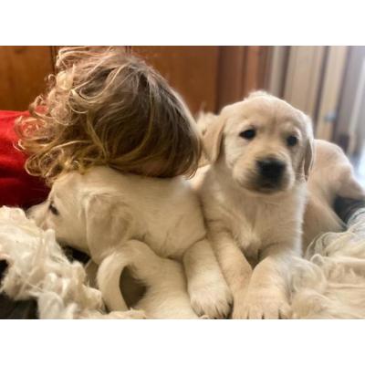 Cachorros de Golden Retriever