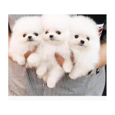 Cachorros de Pomerania de pura raza