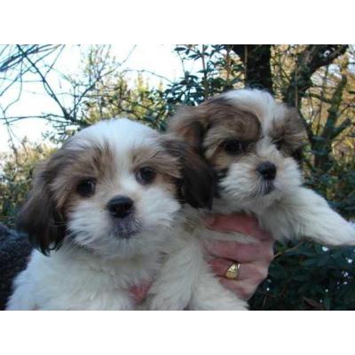 Hermosos cachorros de Shih Tzu