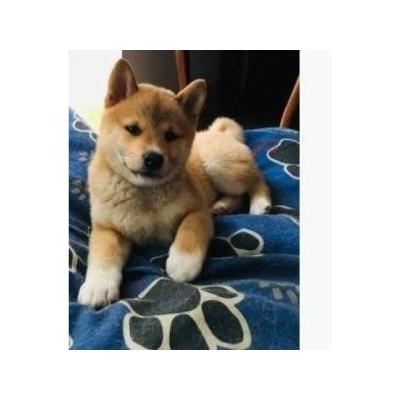 Cachorros de Shiba Inu