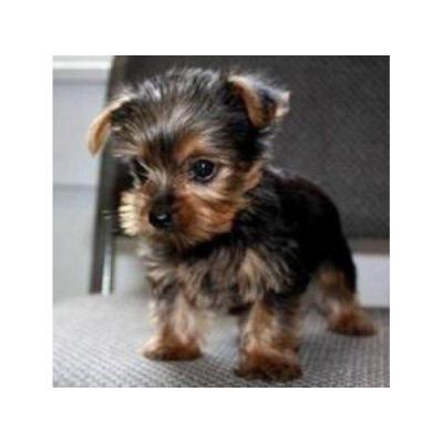 Excelentes cachorros de Yorkshire Terrier