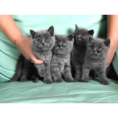 Gatos British Shorthair (machos y hembras)