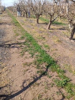 Realizamos todo tipo de trabajos agricol