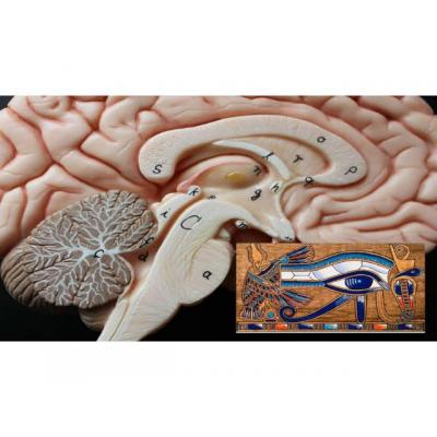 ACTIVACIÓN/CONEXIÓN DE GLÁNDULA PINEAL