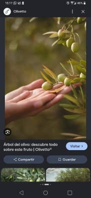 COSECHA DE ACEITUNAS EN SEVILLA CAPITAL
