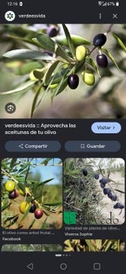 COSECHA DE ACEITUNAS EN SEVILLA CAPITAL