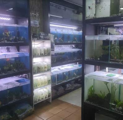 TRABAJO TIENDA ACUARIOFILIA