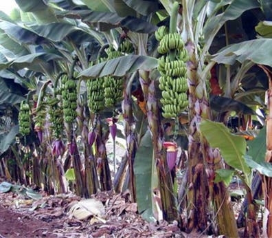 Peon agricola