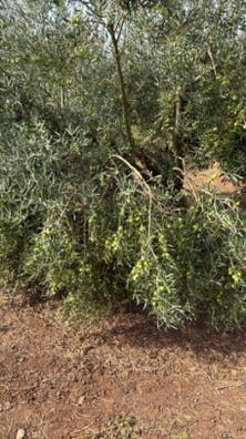 Trabajo en el campo