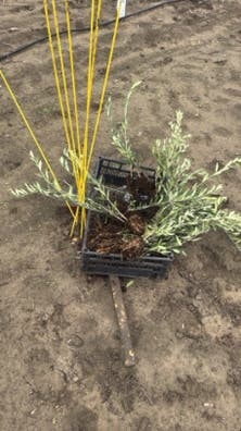 Trabajo en el campo
