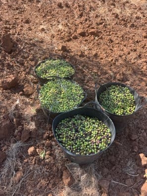 Trabajo en el campo