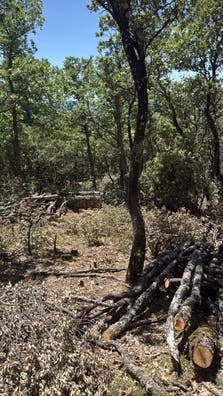 Peón forestal