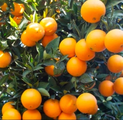 SE BUSCA PERSONAL PARA CORTAR NARANJA