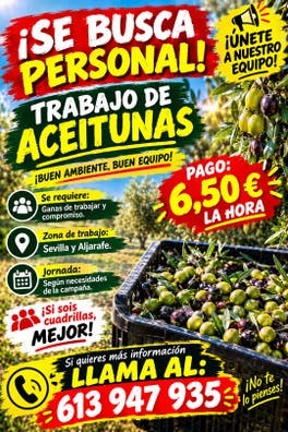Trabajo De Aceitunas