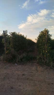 Venta de manzanas para industria