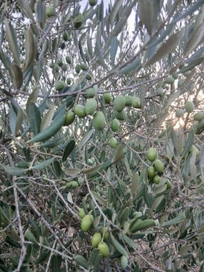 Recogida de olivo en fontanares
