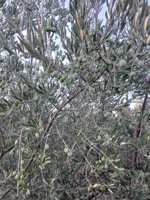 Recogida de olivo en fontanares
