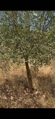 Recogida de olivo en fontanares