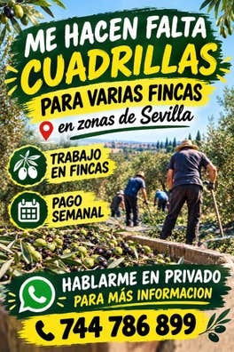 Recolección de aceitunas