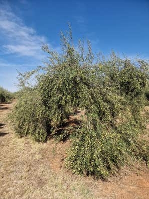 Recolección de aceitunas