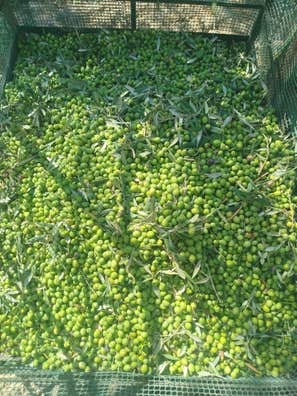 Recolección de aceitunas