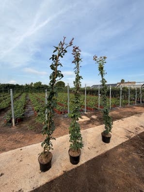 TRABAJADOR VIVERO DE PLANTAS