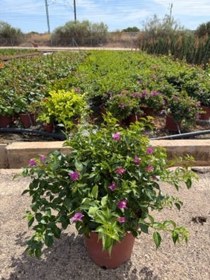 TRABAJADOR VIVERO DE PLANTAS
