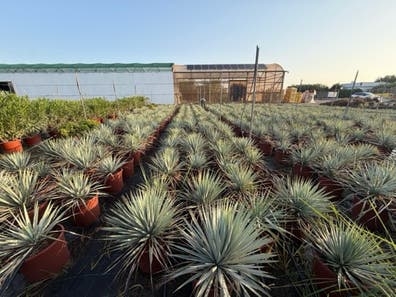 TRABAJADOR VIVERO DE PLANTAS