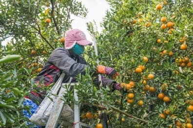 20p Cuadrilla de Naranja en VillaVerde