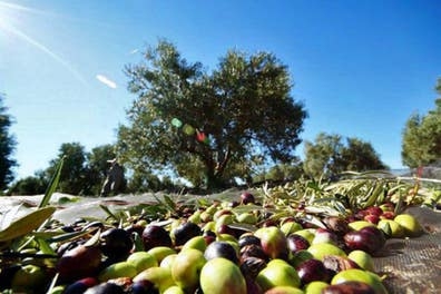 Trabajador campaña aceituna 26/27