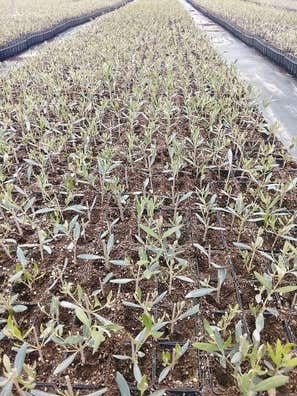 Olivos de vivero – Varias variedades 1€