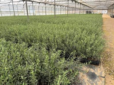 Olivos de vivero – Varias variedades 1€