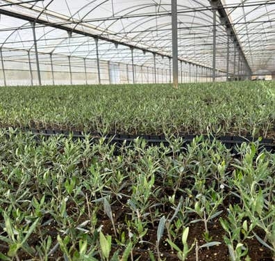 Olivos de vivero – Varias variedades 1€