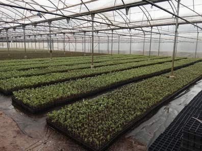 Olivos de vivero – Varias variedades 1€