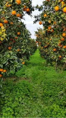 Recogida de naranja