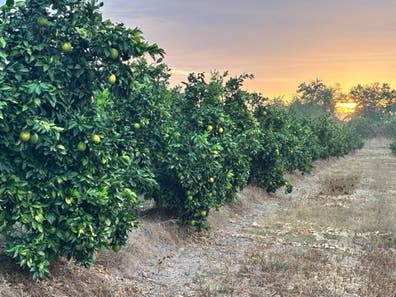 NARANJAS CUADRILLAS