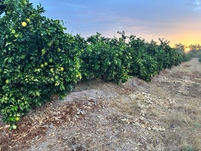 NARANJAS CUADRILLAS