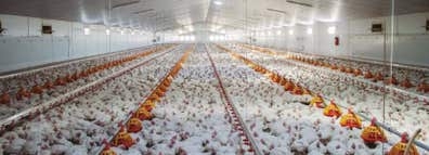 Trabajo para granja de pollos de engorde