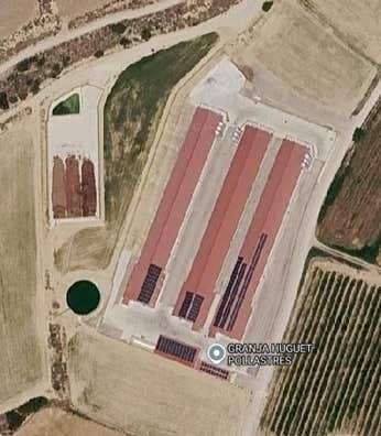 Trabajo para granja de pollos de engorde