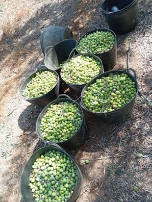 Coger aceitunas