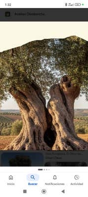 Recolecta de aceitunas.