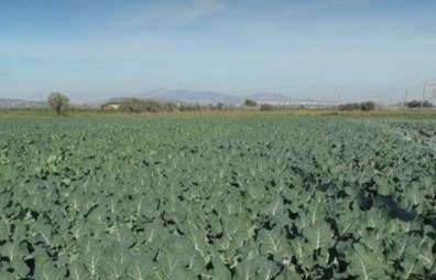 TRABAJO EN EL CAMPO