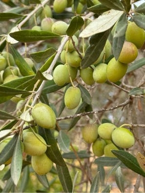 Busco cuadrilla aceitunas