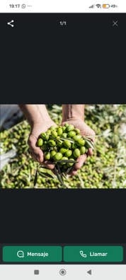 recogida de aceitunas
