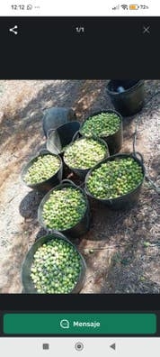 recogida de aceitunas